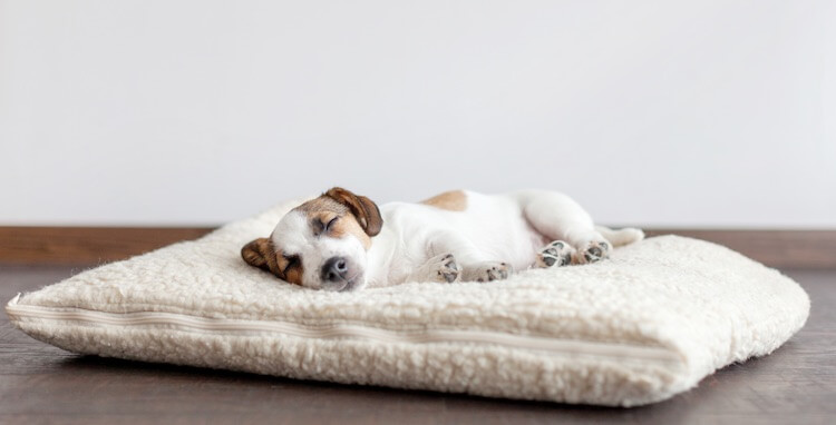 How much sleep should a 4 month old puppy get?