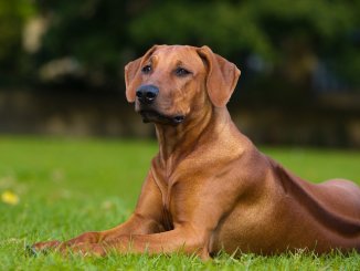 Rhodesian Ridgeback