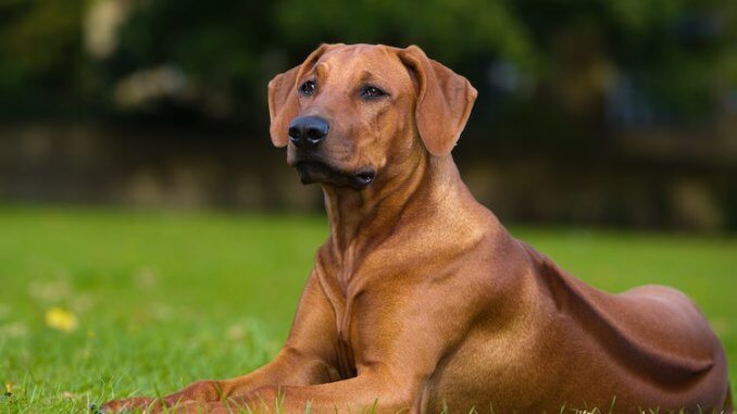 Rhodesian Ridgeback