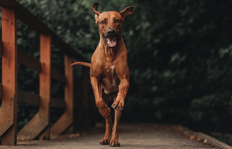 Rhodesian Ridgeback Dog Running