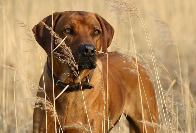 Rhodesian Ridgeback In The Grass