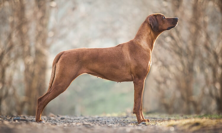 Rhodesian Ridgeback Side Portrait