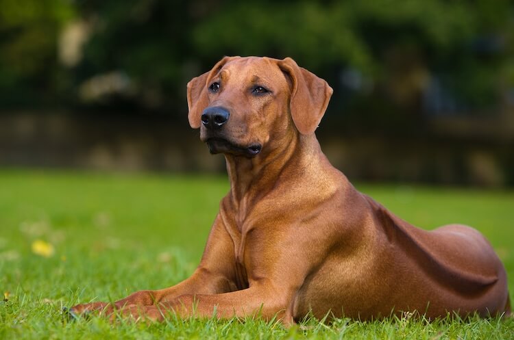 african dog rhodesian ridgeback