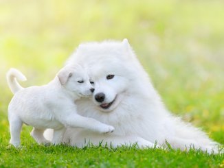 Samoyed