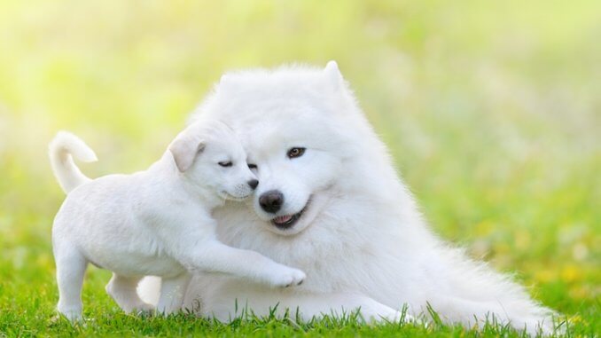 Samoyed