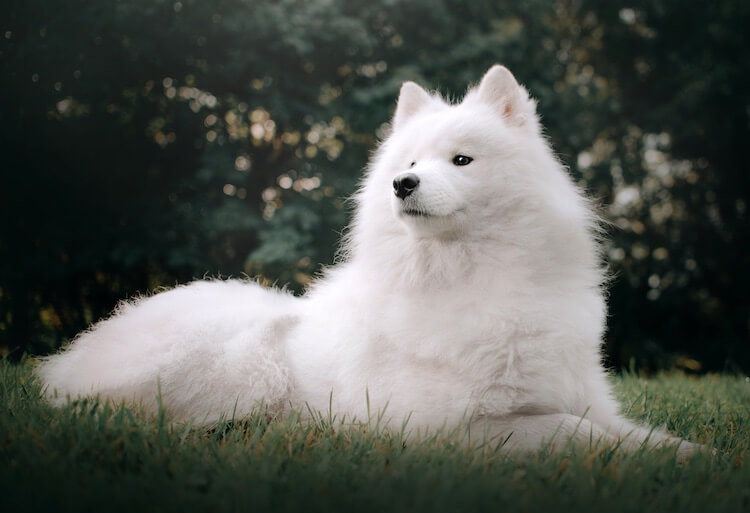 Samoyed Dog Breed