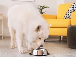 Samoyed Dog Eating