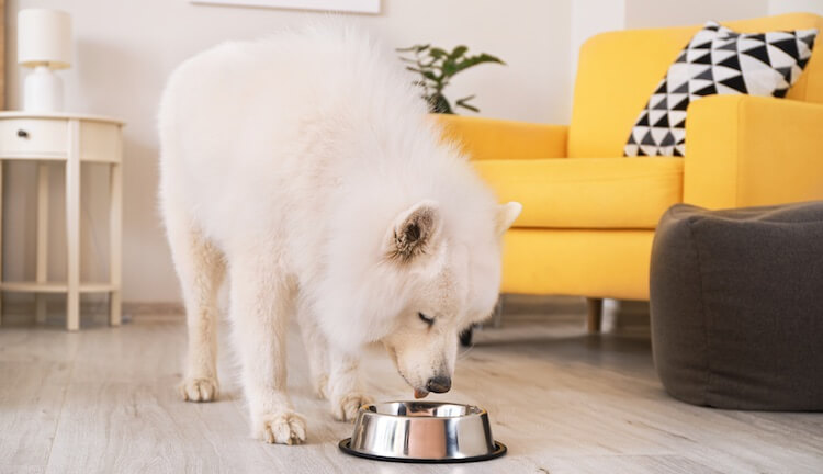 Samoyed Dog Eating