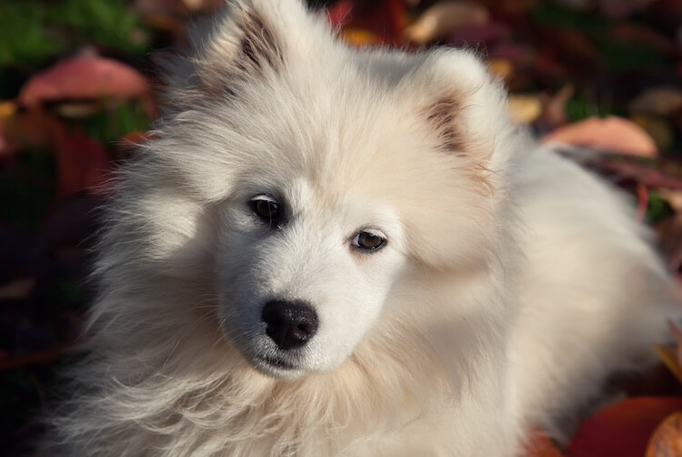 Samoyed Face