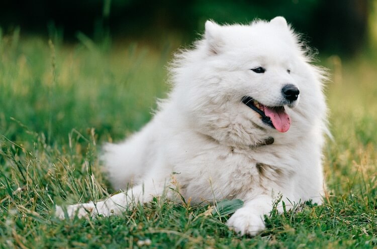 Samoyed Panting