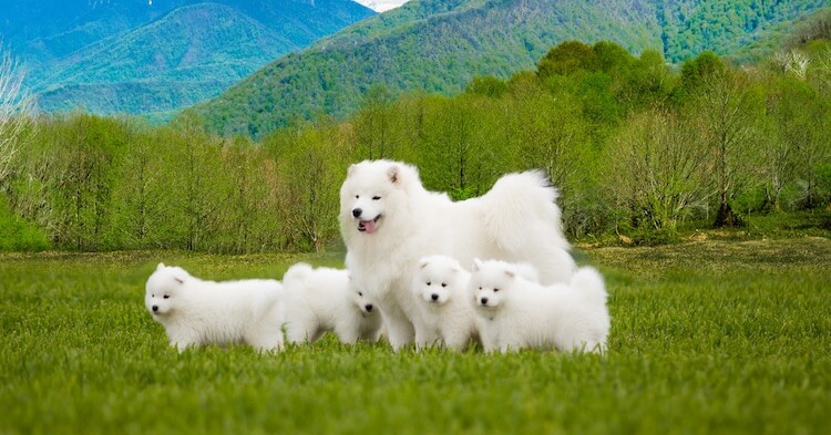 Samoyed Puppies