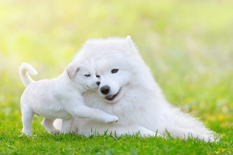 Samoyed 5 Best