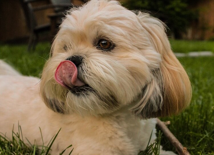 Short Haired Lhasa Apso