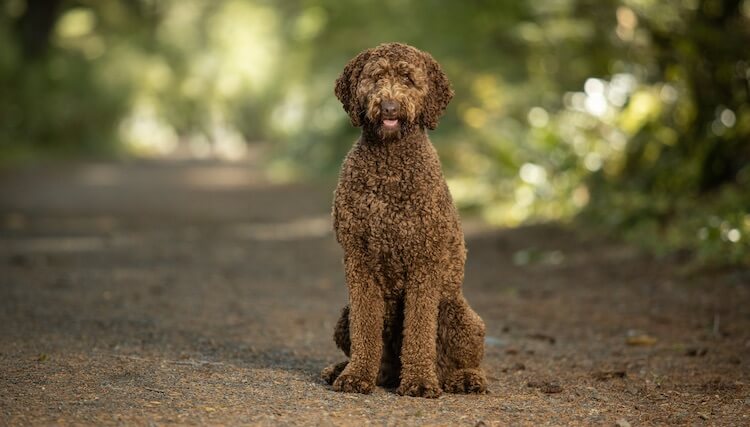 Standard Labradoodle Dog Sitting