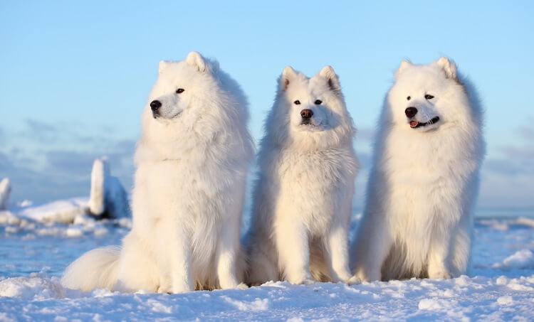 Three Samoyed Dogs