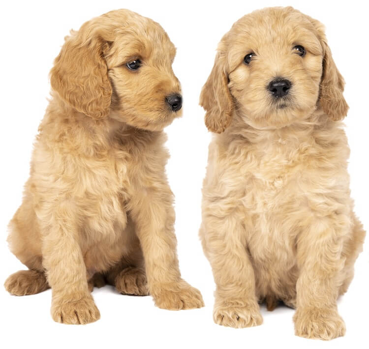 Two Labradoodle Puppies