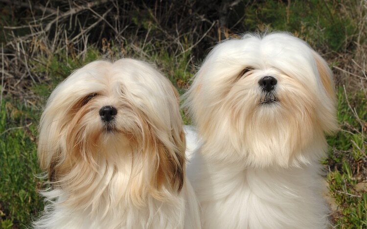 Two Long Haired Lhasa Apso Dogs