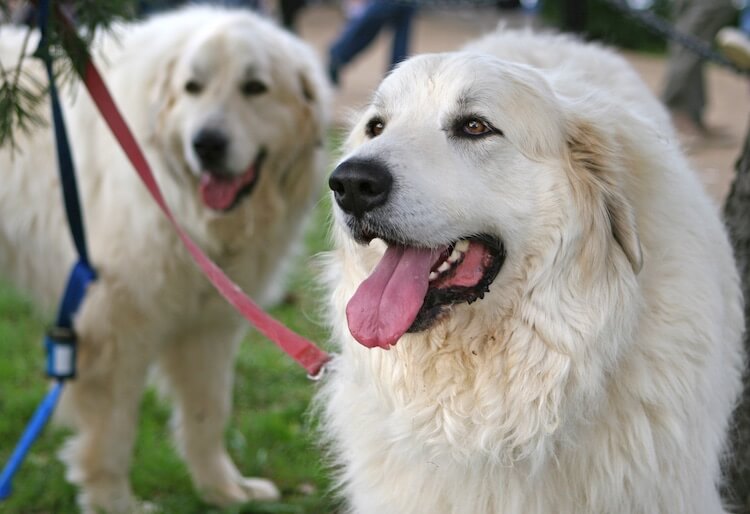 Walking Two Great Pyrenees Dogs