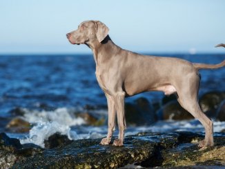 Weimaraner Dog Portrait