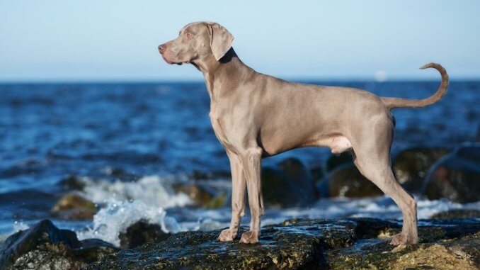 Weimaraner Dog Portrait