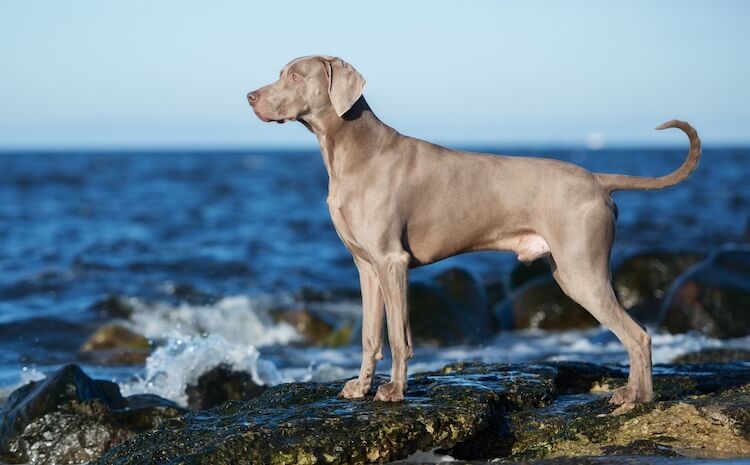 Weimaraner Dog Portrait