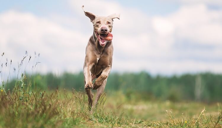 Weimaraner Dog Running