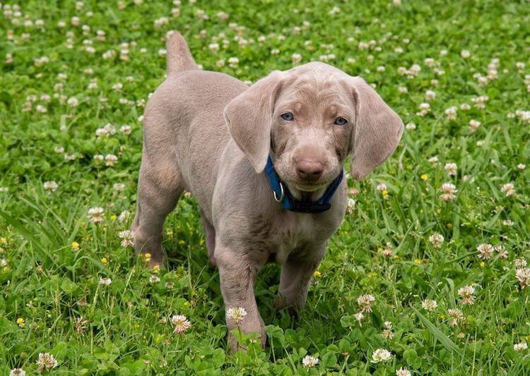 Weimaraner Puppy