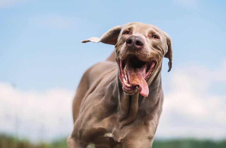 Weimaraner