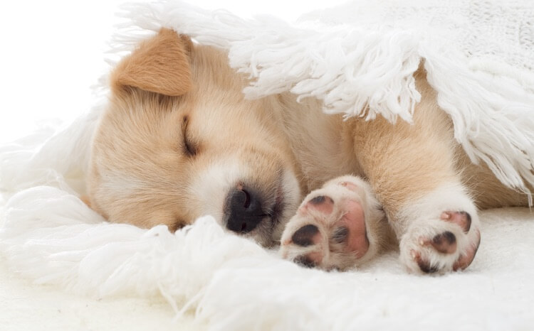 How Much Do Puppies Sleep The Puppy Sleep Calculator All Things Dogs