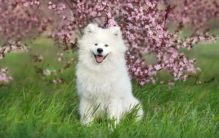 Young Samoyed Dog