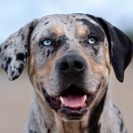 Catahoula Leopard Dog Face