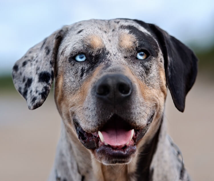 Catahoula Leopard Dog Face All Things Dogs