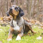 Catahoula Leopard Dog Feature