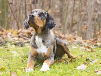 Catahoula Leopard Dog Feature