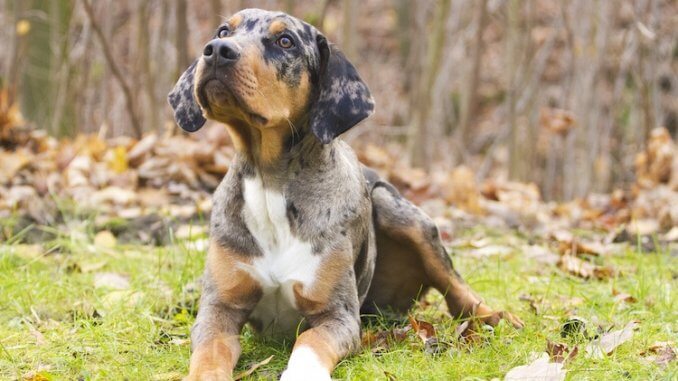 Catahoula Leopard Dog Feature