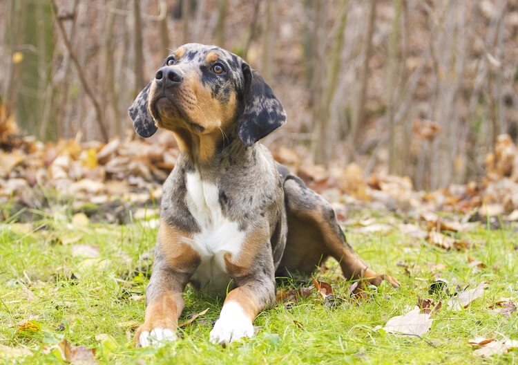 catahoula leopard dog poodle mix