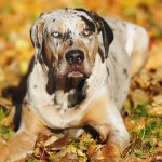 Catahoula Leopard Dog Resting