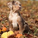 Catahoula Leopard Puppy