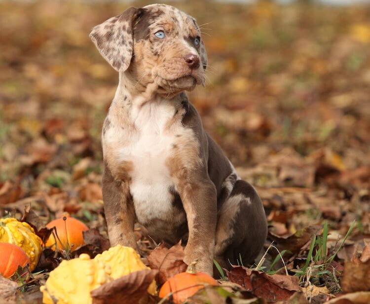 Catahoula Leopard Puppy All Things Dogs