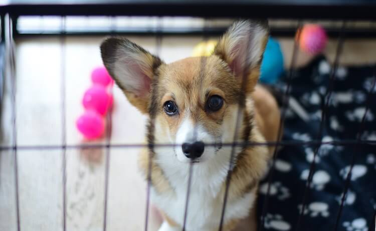 Dog Playing In Crate