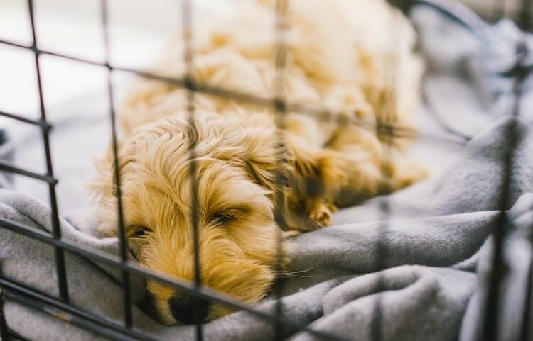 Dog Sleeping In A Crate