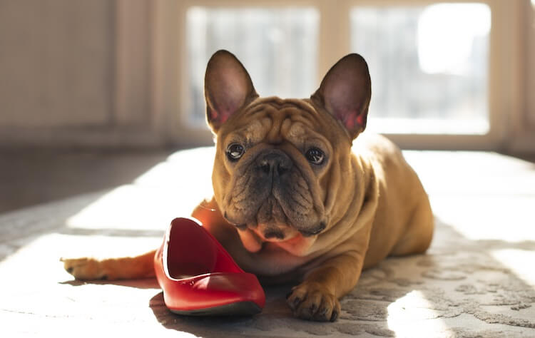 French Bulldog Chewing A Shoe