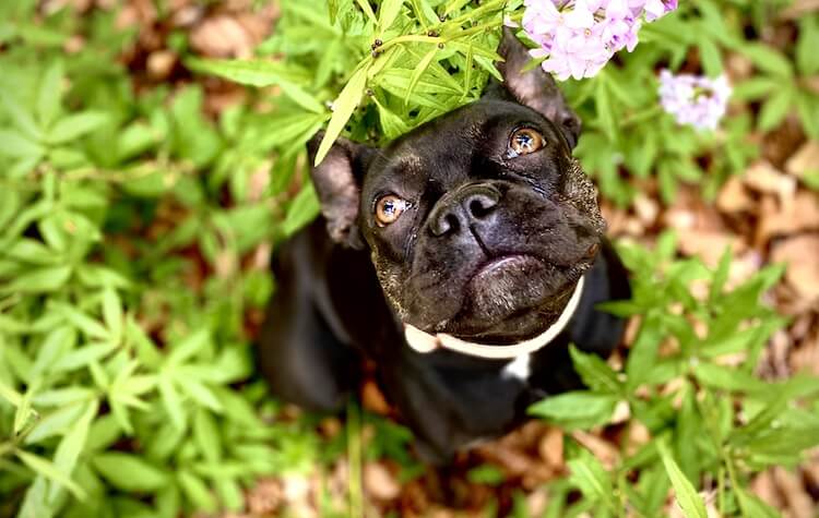 French Bulldog Outside