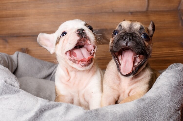 French Bulldog Puppies