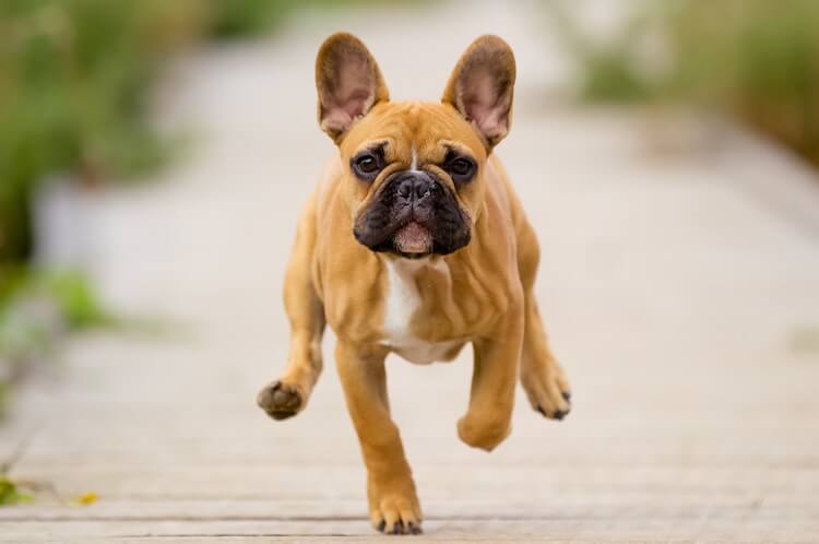 French Bulldog Running Back