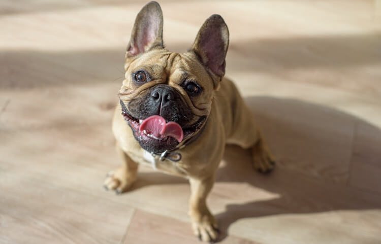 French Bulldog Sitting