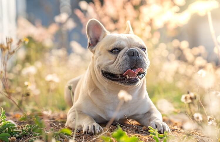 French Bulldog