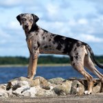 Full Grown Catahoula Leopard Dog