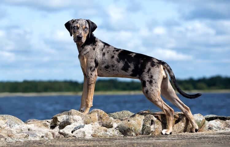 a catahoula leopard dog