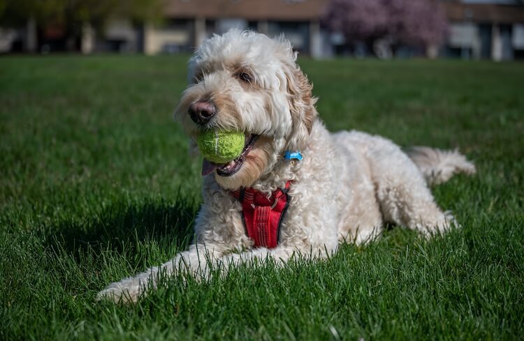 Goldendoodle Dog Playing In The Park